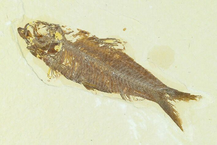 Fossil Fish (Knightia) - Green River Formation #133955